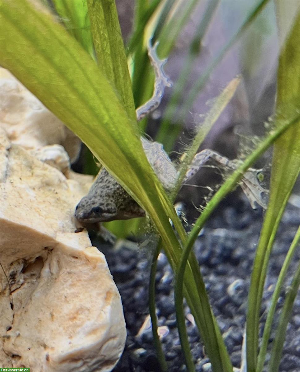 Zwergkrallenfrosch gratis abzugeben