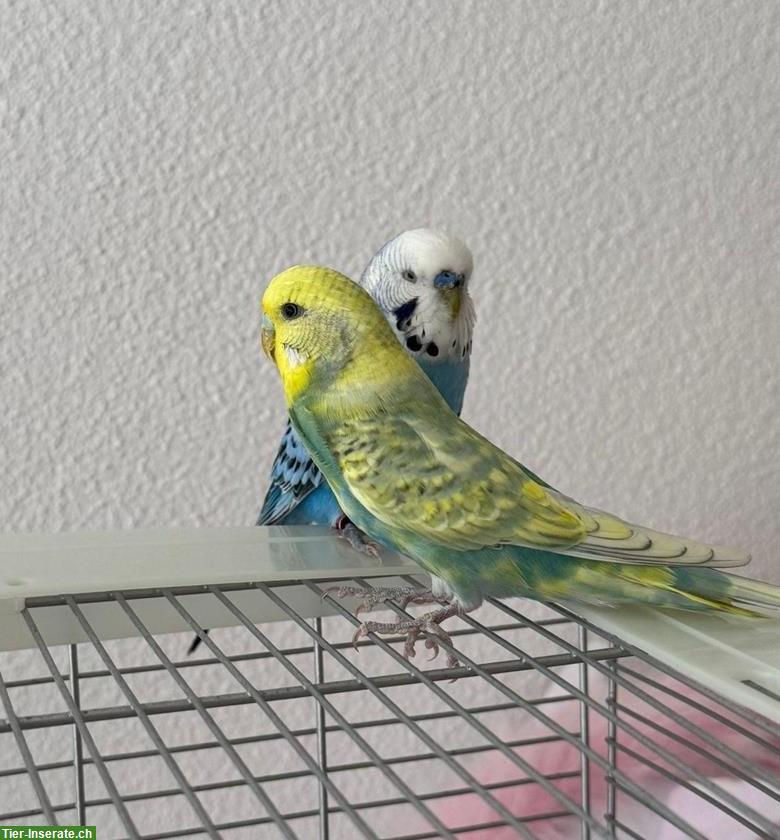Wellensittiche (blau & gelb) mit Käfig zu verkaufen