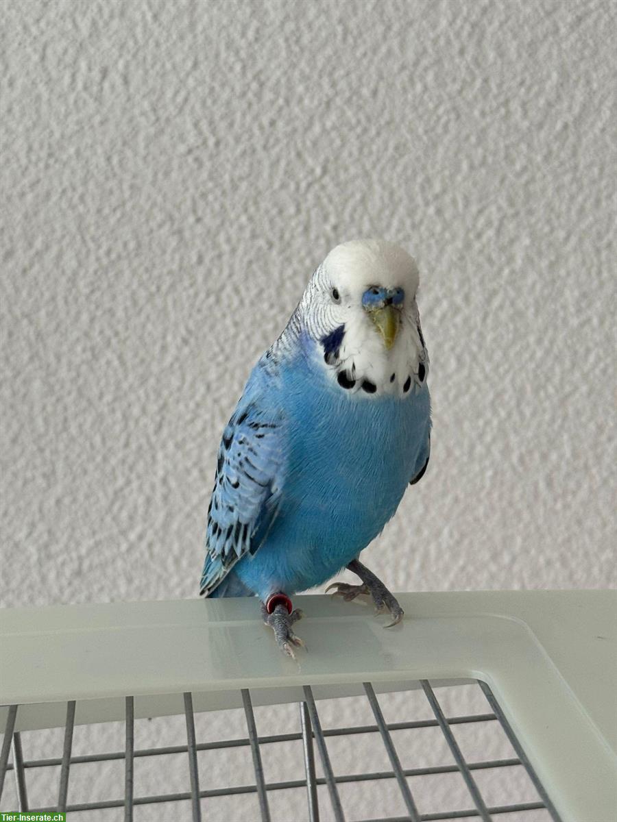 Bild 3: Wellensittiche (blau & gelb) mit Käfig zu verkaufen