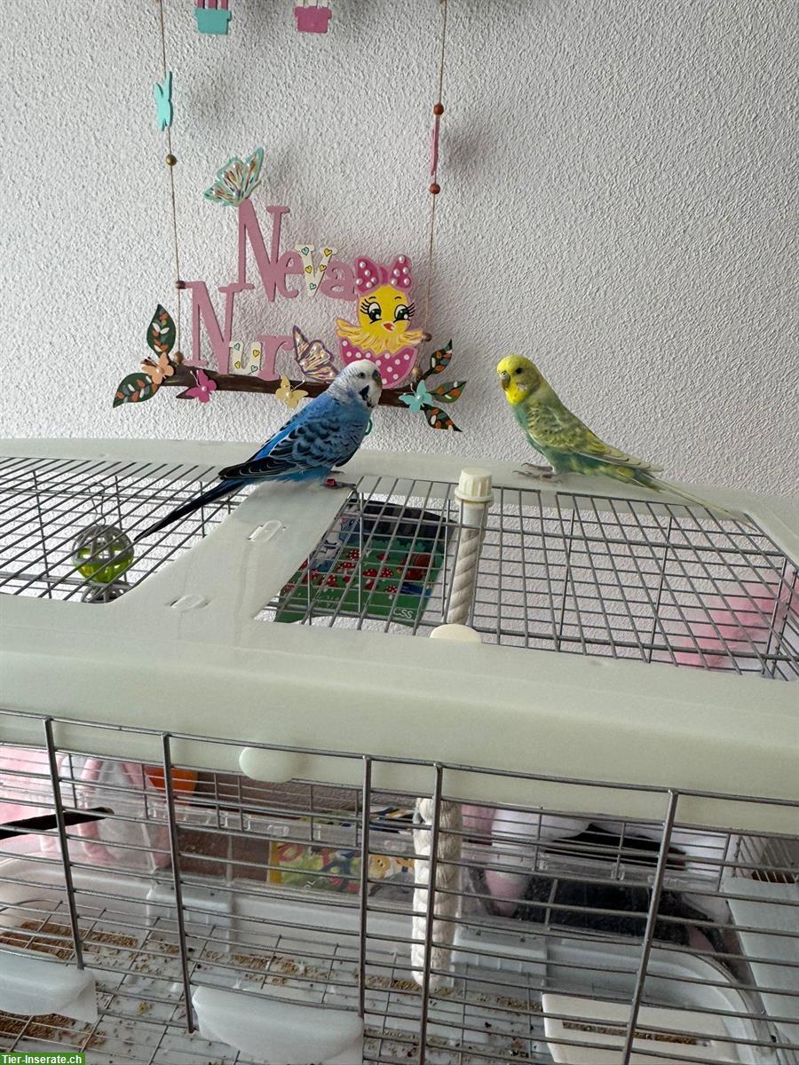 Bild 5: Wellensittiche (blau & gelb) mit Käfig zu verkaufen