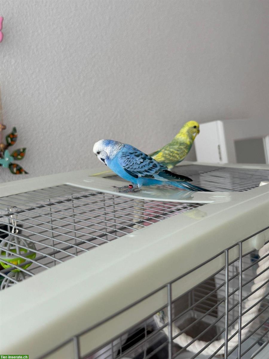 Bild 6: Wellensittiche (blau & gelb) mit Käfig zu verkaufen