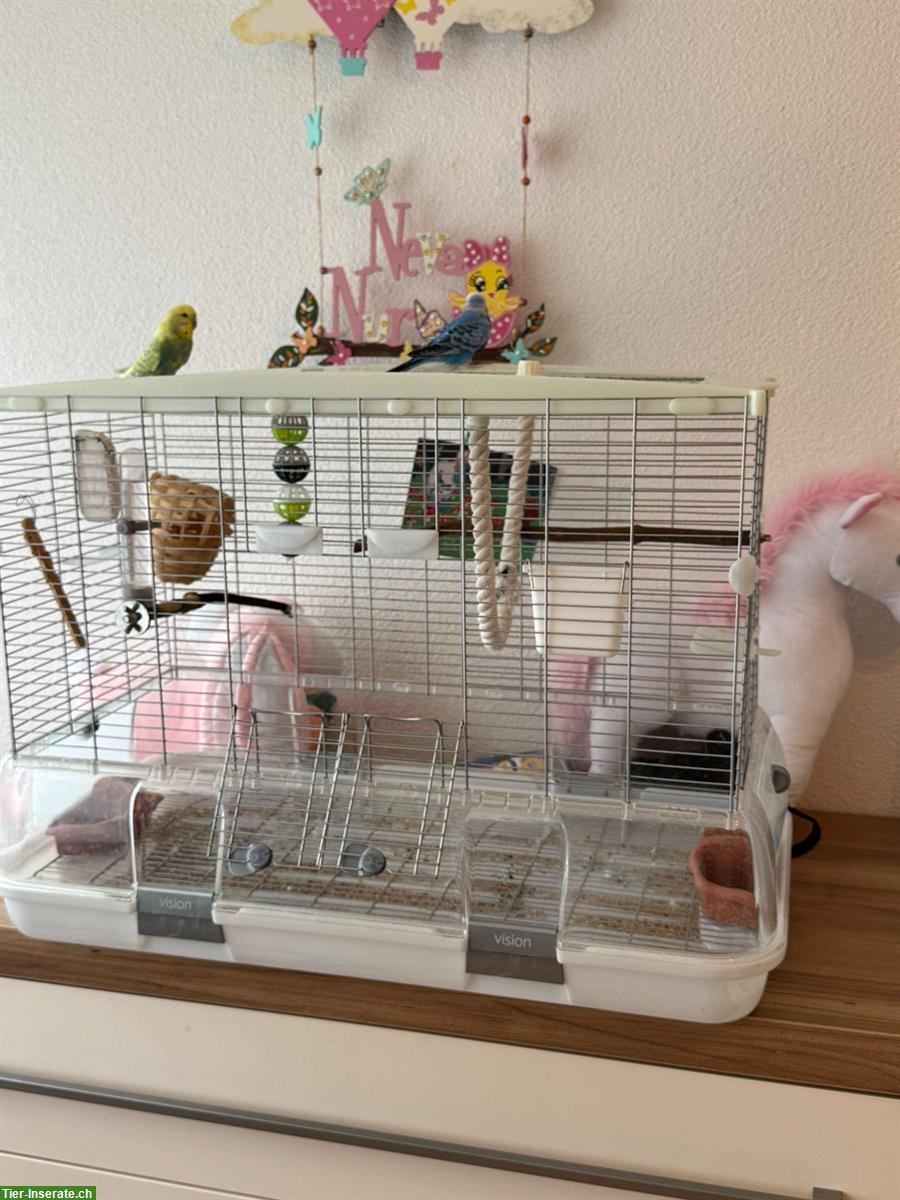 Bild 8: Wellensittiche (blau & gelb) mit Käfig zu verkaufen