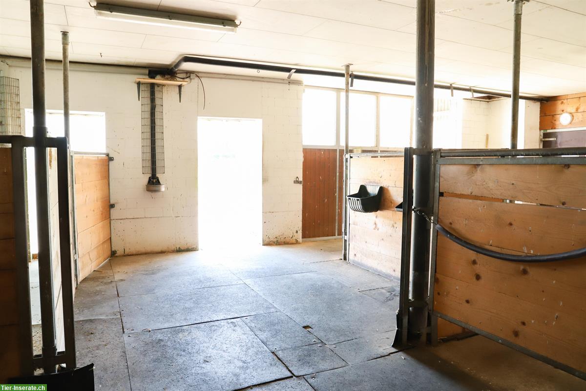 Bild 3: 2 Auslaufboxe für Selbstversorger in Hagendorn ZG