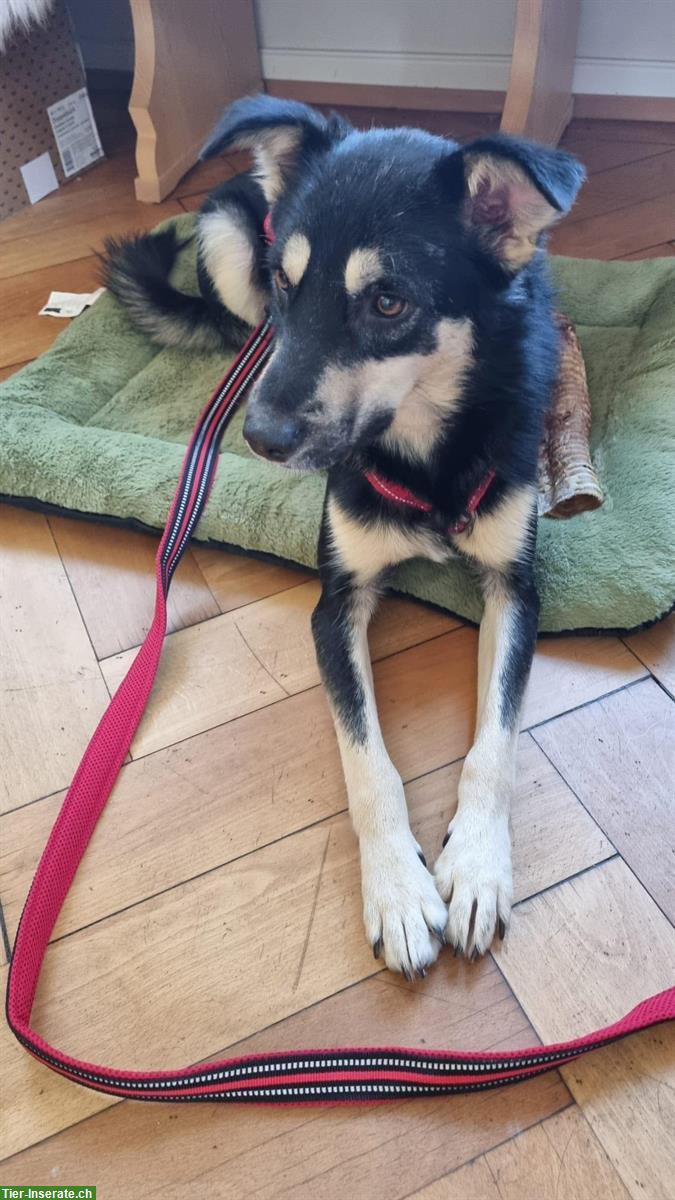 Mischlingshund, 1.5-jährig, Rüde, kinderfreundlich