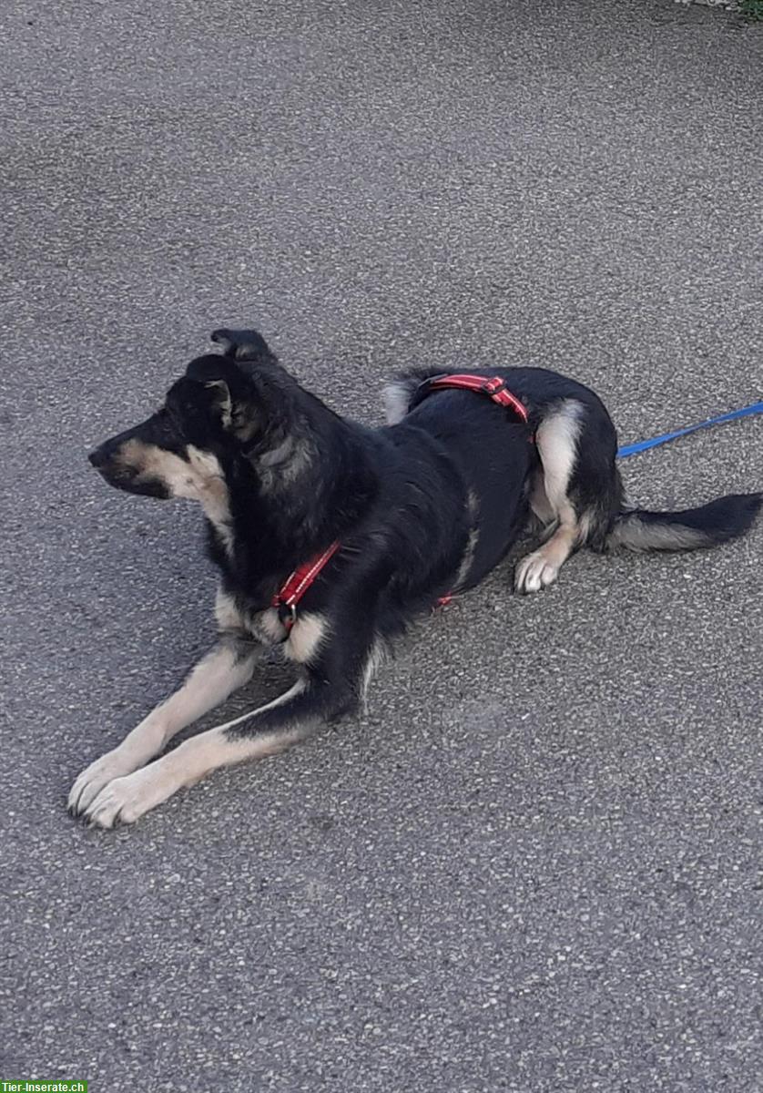 Bild 2: Mischlingshund, 1.5-jährig, Rüde, kinderfreundlich