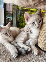 Bengal mix Kitten zu verkaufen