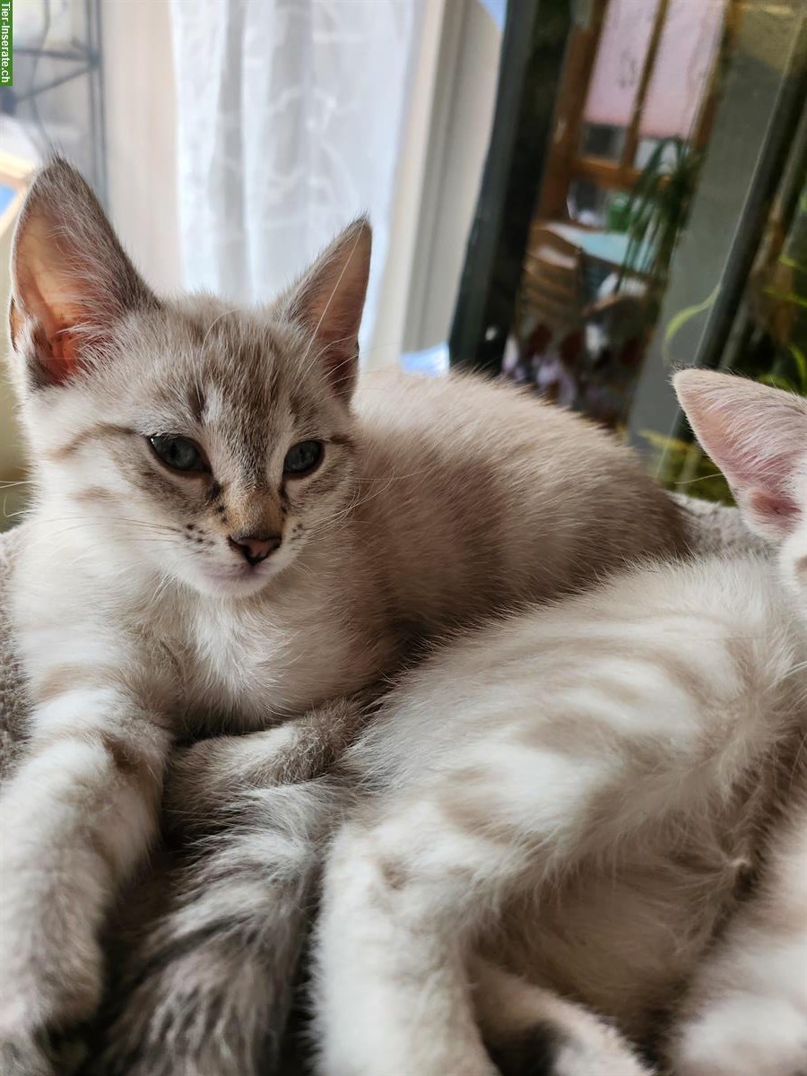 Bild 2: Bengal mix Kitten zu verkaufen