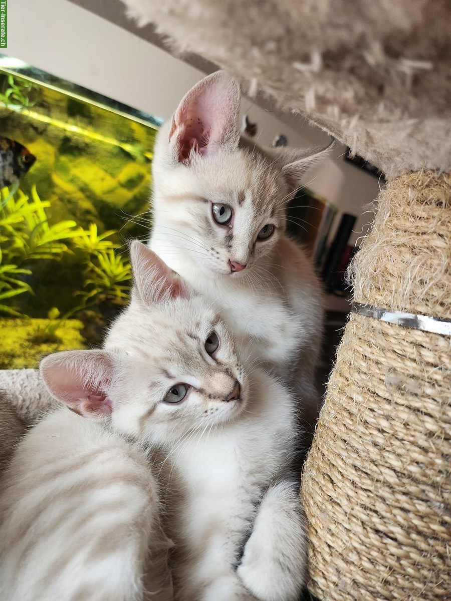 Bild 3: Bengal mix Kitten zu verkaufen