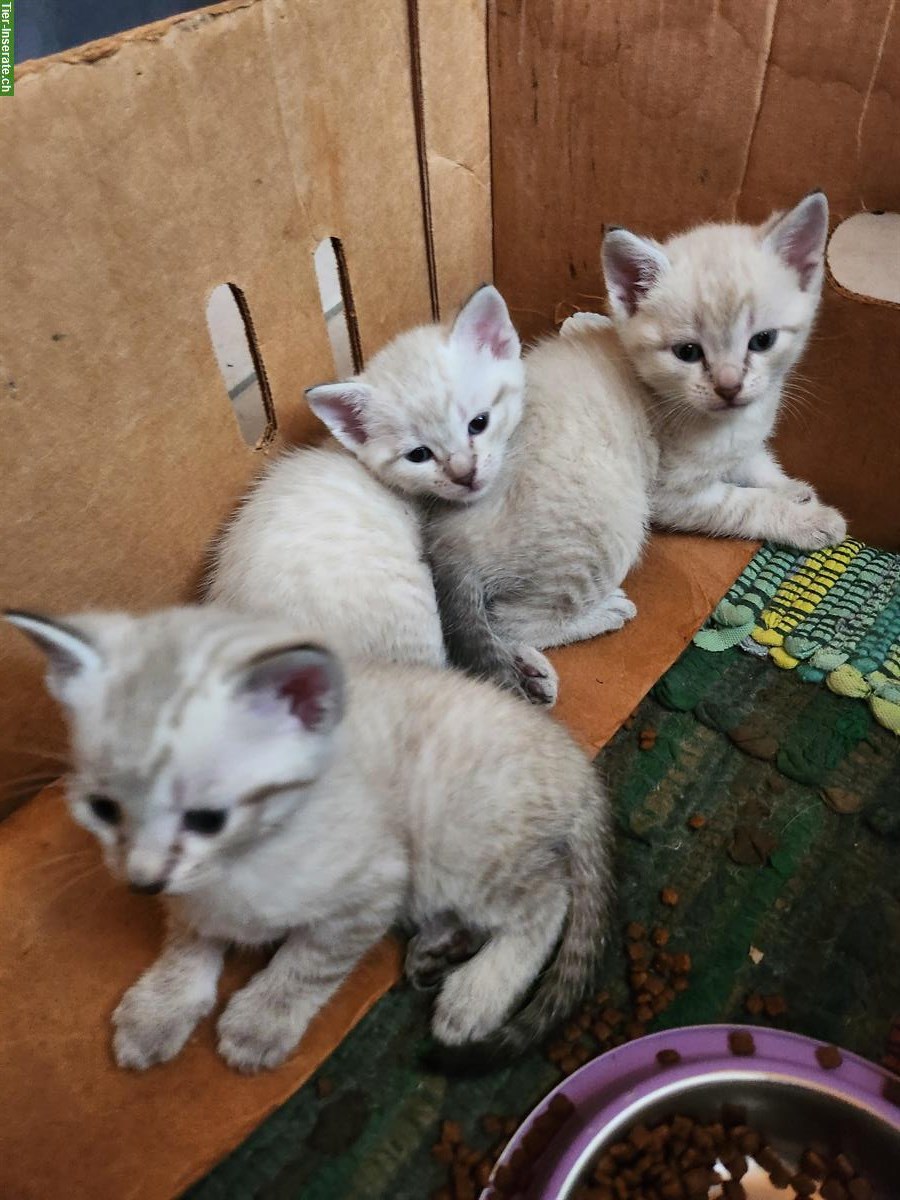 Bild 4: Bengal mix Kitten zu verkaufen