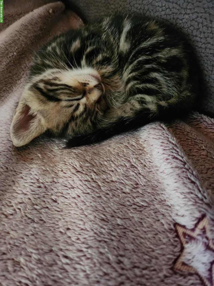 Bild 5: Bengal mix Kitten zu verkaufen