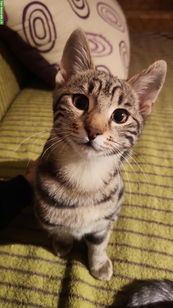 Bild 6: Bengal mix Kitten zu verkaufen