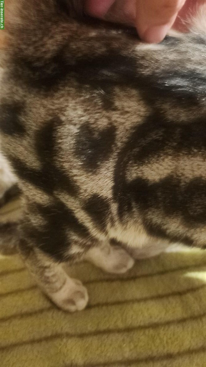 Bild 7: Bengal mix Kitten zu verkaufen