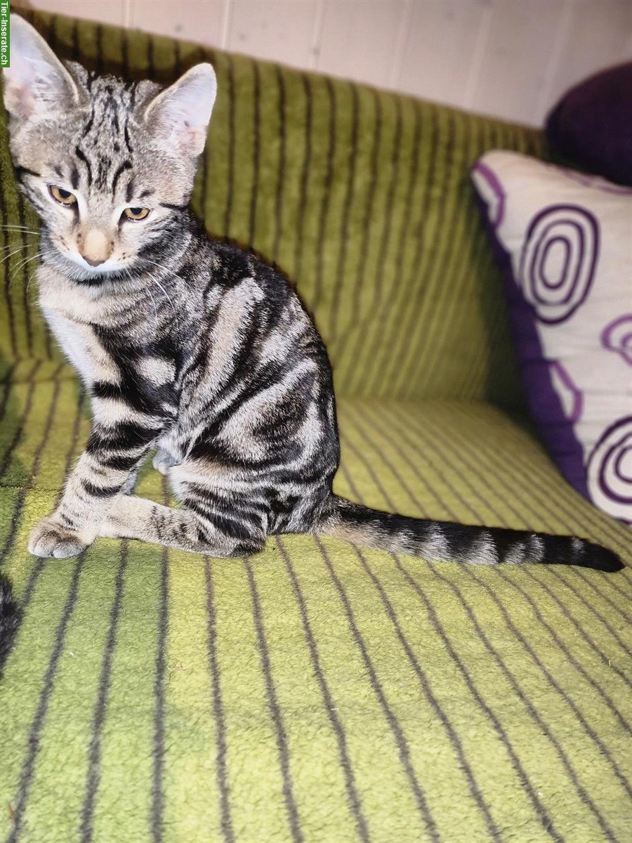 Bild 8: Bengal mix Kitten zu verkaufen