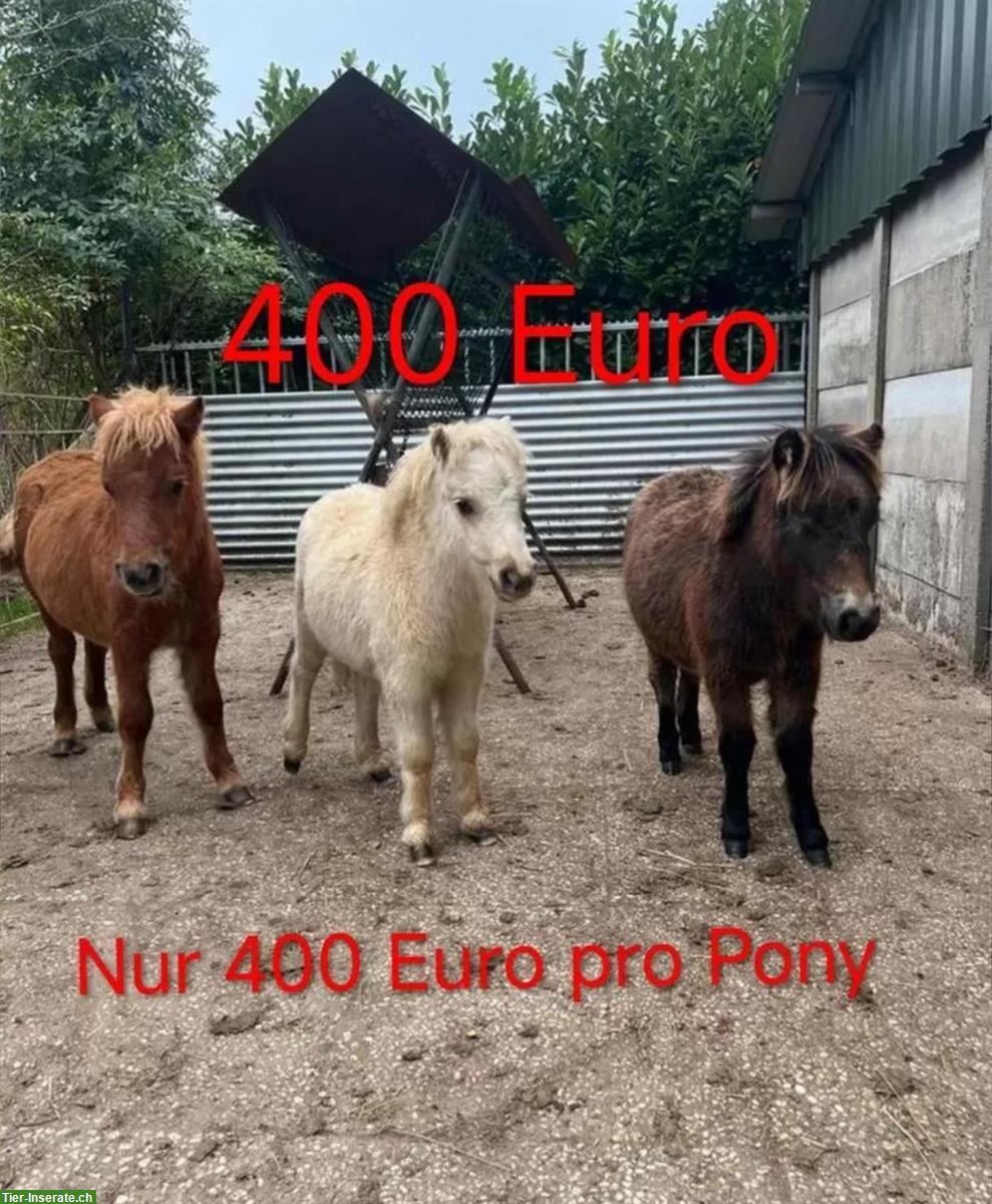 Shetty Ponys in vielen Farben zu verkaufen