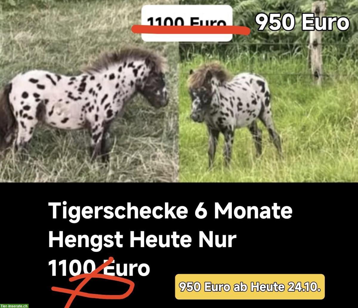 Bild 2: Shetty Ponys in vielen Farben zu verkaufen