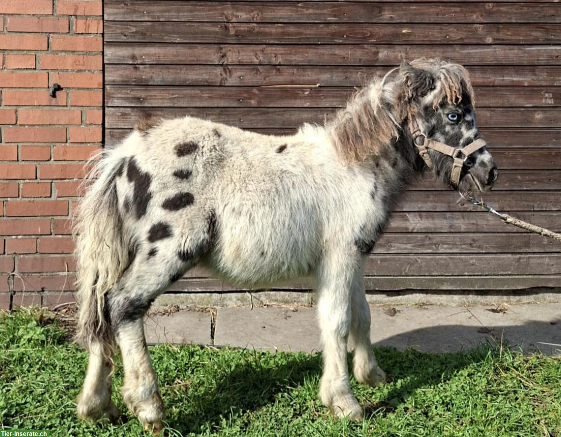 Bild 3: Shetty Ponys in vielen Farben zu verkaufen