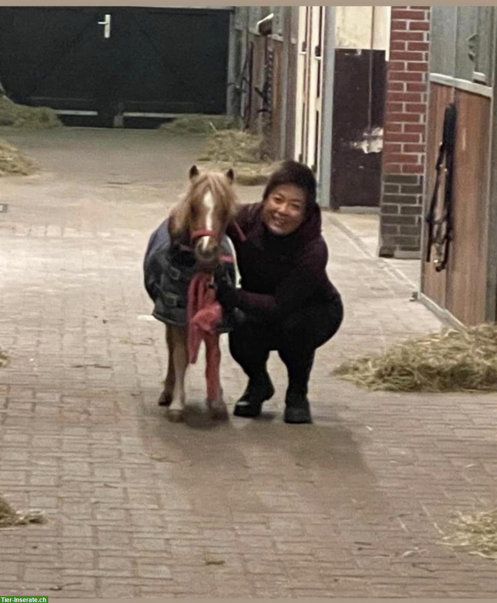 Bild 4: Shetty Ponys in vielen Farben zu verkaufen