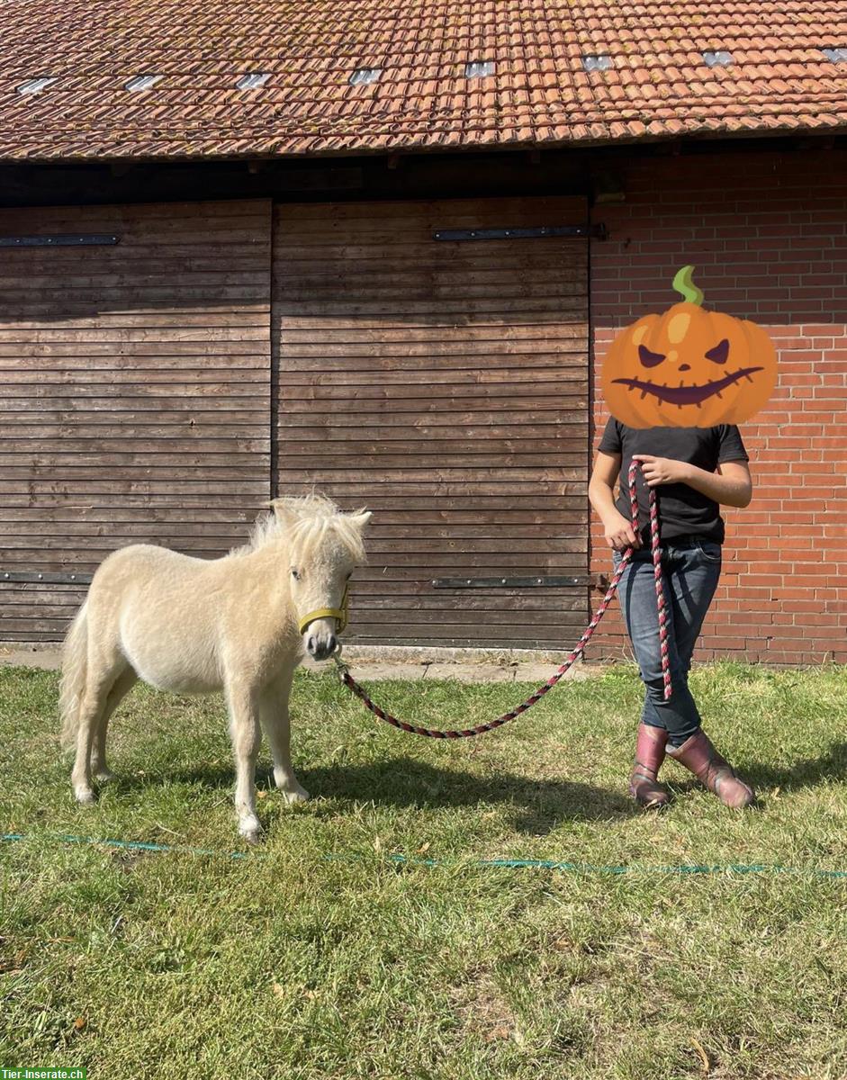 Bild 5: Shetty Ponys in vielen Farben zu verkaufen