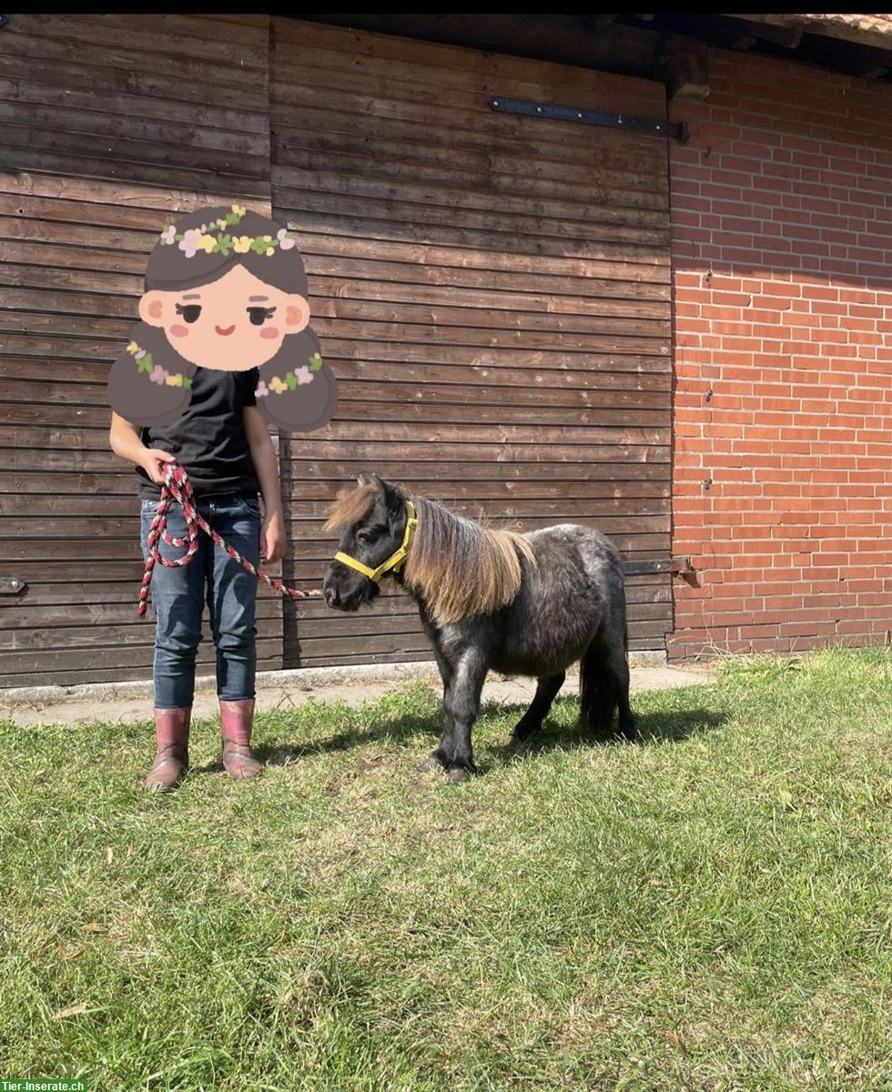 Bild 6: Shetty Ponys in vielen Farben zu verkaufen