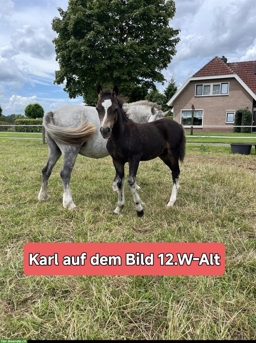Bild 7: Shetty Ponys in vielen Farben zu verkaufen