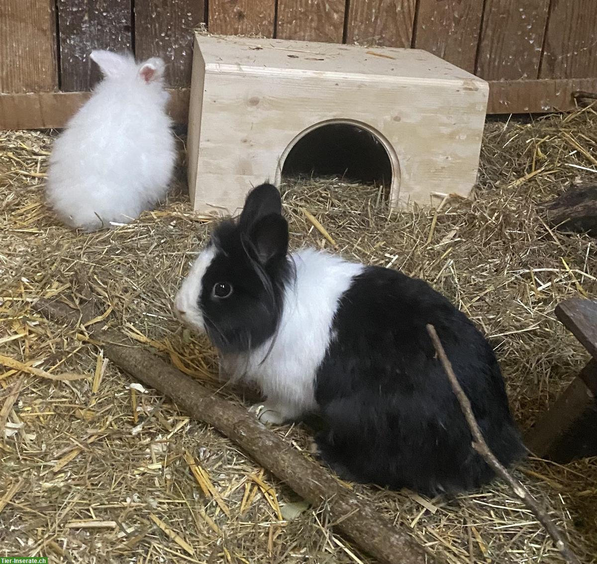 Junge Zwergkaninchen, 6 Monate alt