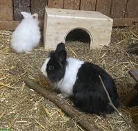 Junge Zwergkaninchen, 6 Monate alt