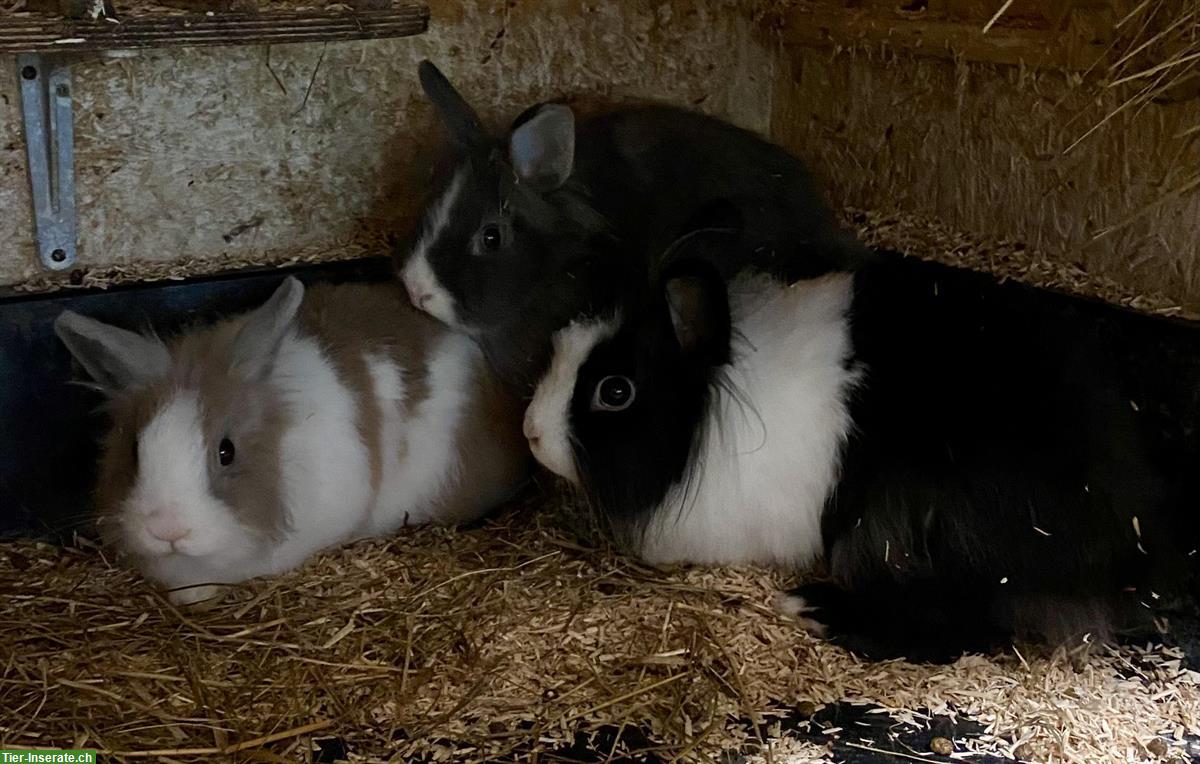 Bild 3: Junge Zwergkaninchen, 6 Monate alt