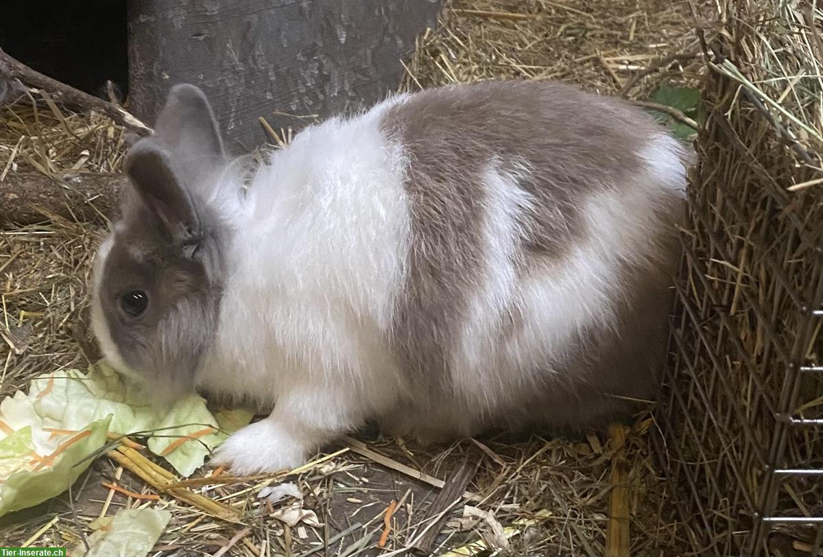 Bild 4: Junge Zwergkaninchen, 6 Monate alt