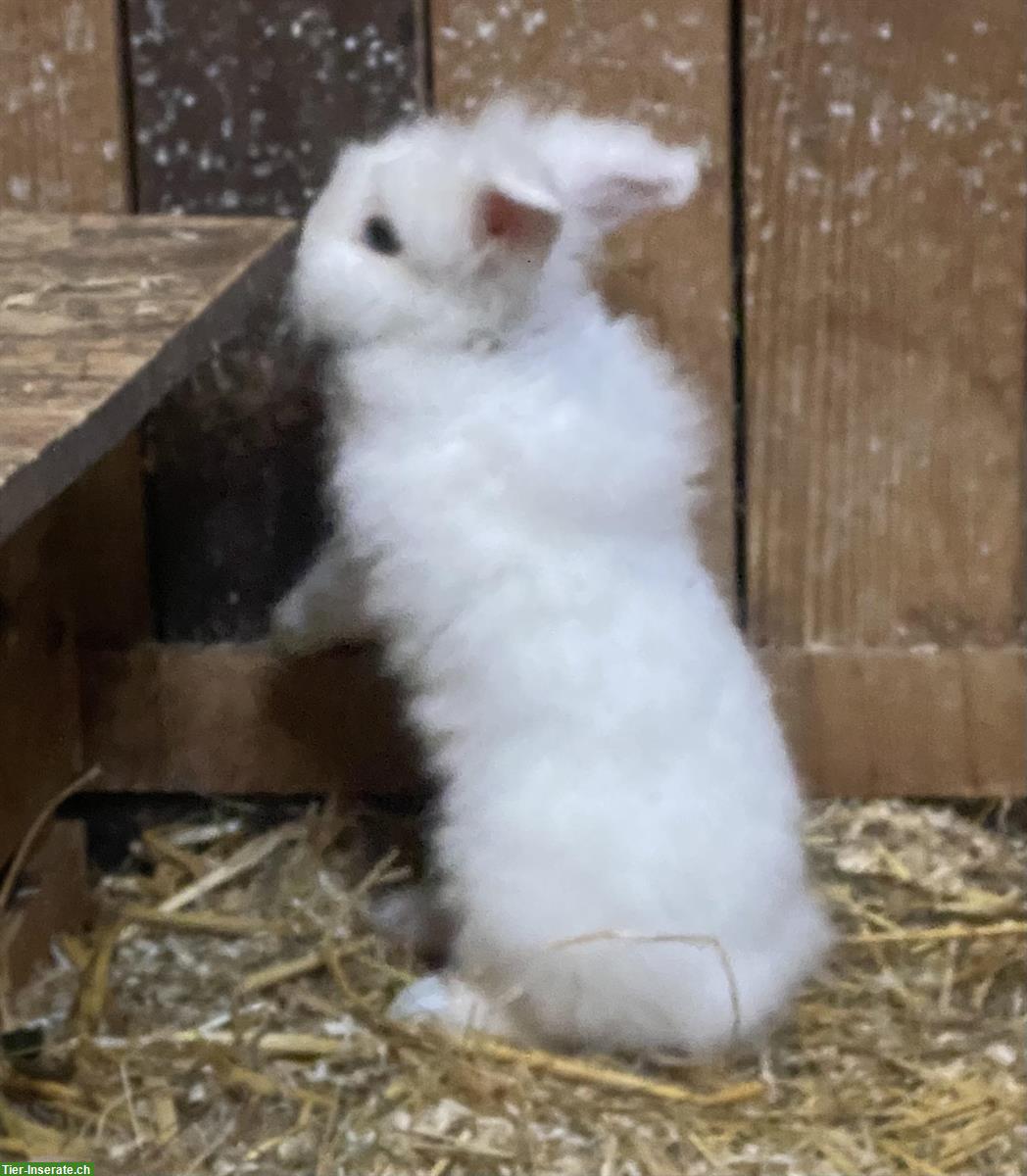 Bild 5: Junge Zwergkaninchen, 6 Monate alt