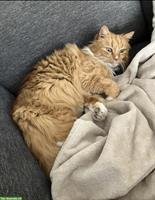 2 Katzen, Kater & Katze suchen neues Zuhause