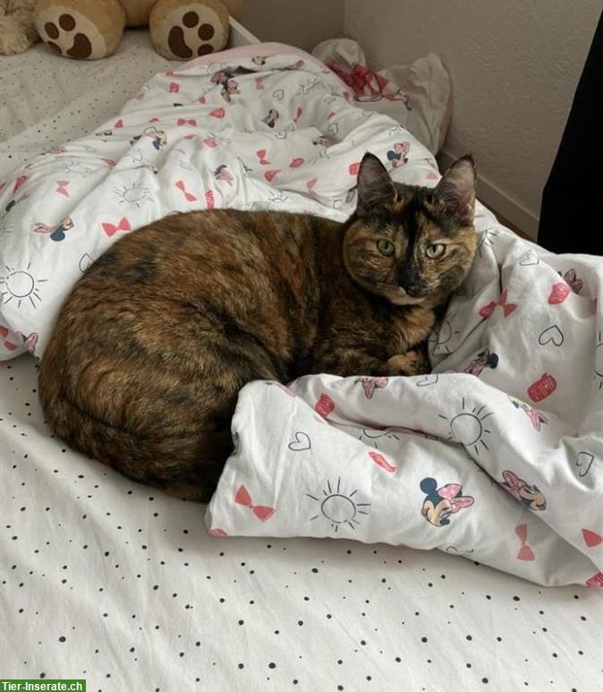 Bild 2: 2 Katzen, Kater & Katze suchen neues Zuhause