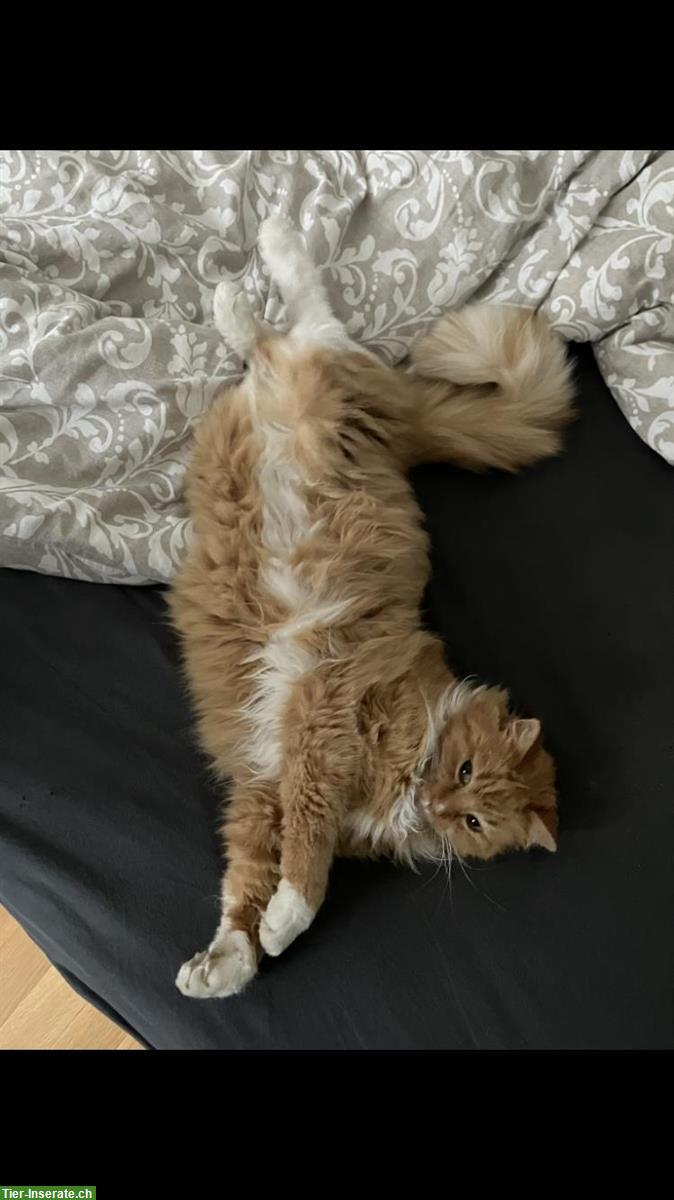 Bild 3: 2 Katzen, Kater & Katze suchen neues Zuhause