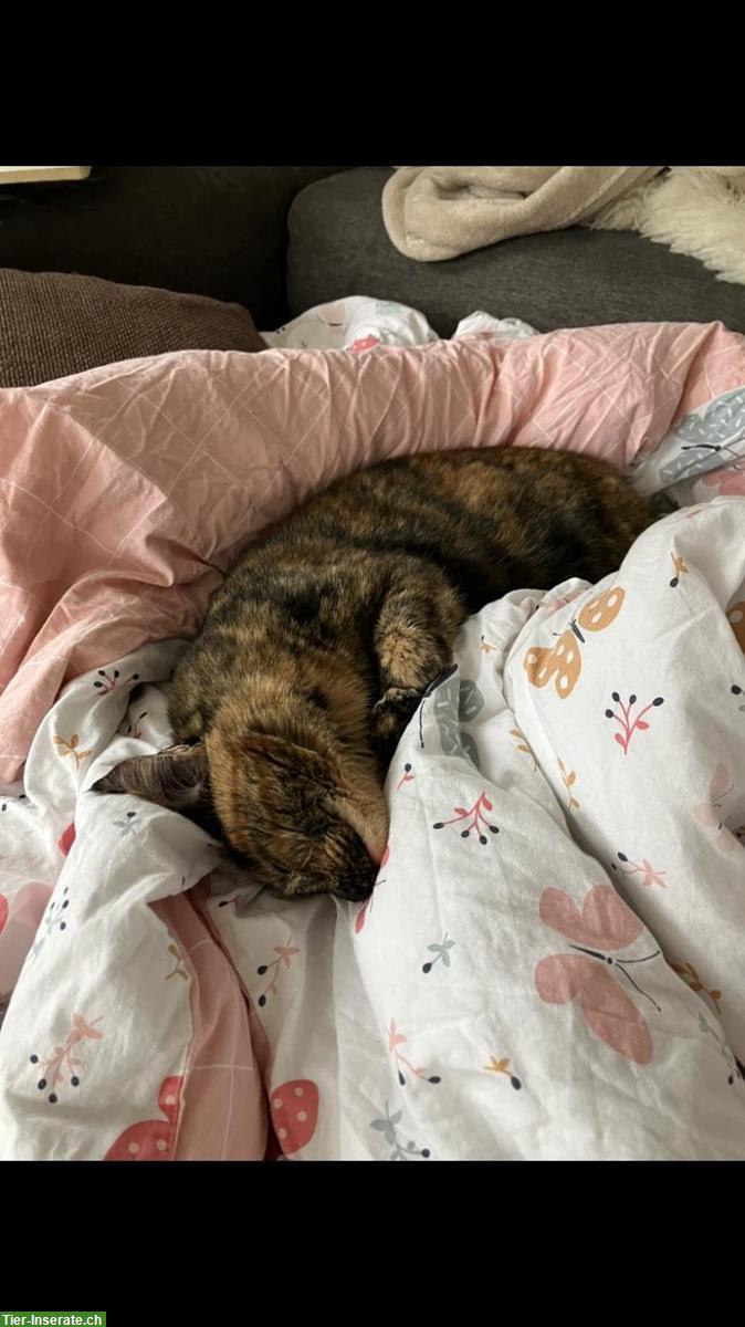 Bild 4: 2 Katzen, Kater & Katze suchen neues Zuhause