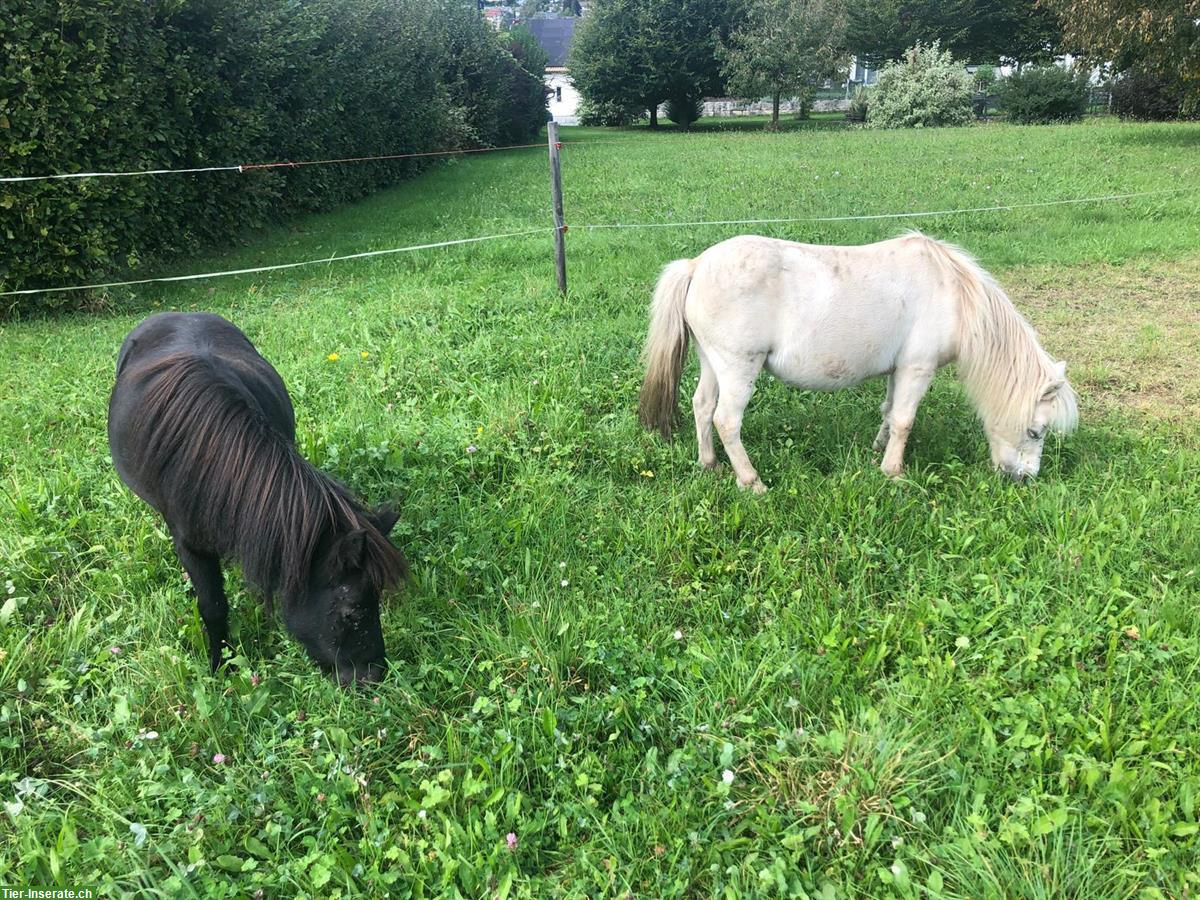2 hübsche Stuten in der Farbe schwarz und weiss