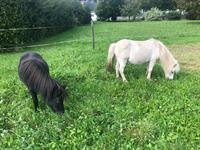 2 hübsche Stuten in der Farbe schwarz und weiss
