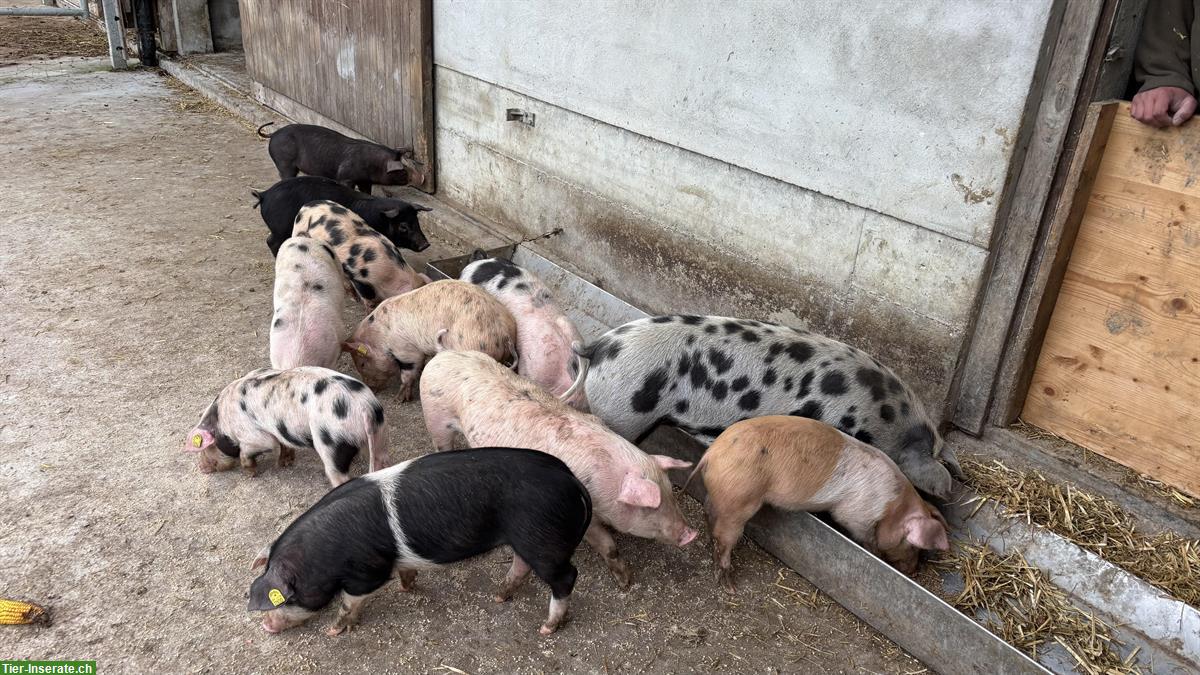 Ferkel/Mastjager Deutsches Sattelschwein/Turopolje x Duroc/Pietrain