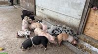 Ferkel/Mastjager Deutsches Sattelschwein/Turopolje x Duroc/Pietrain
