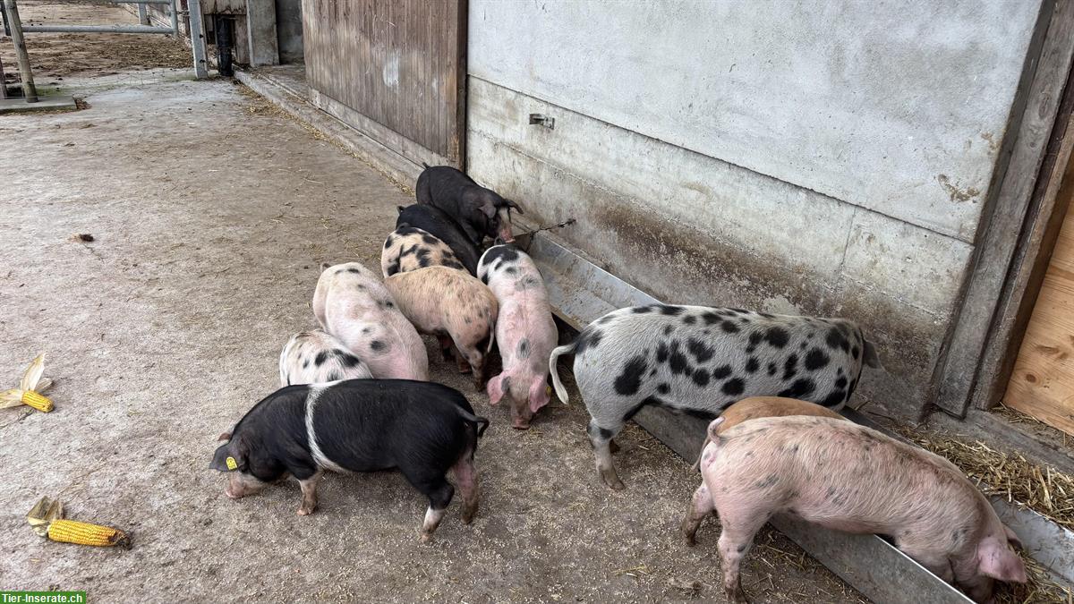 Bild 2: Ferkel/Mastjager Deutsches Sattelschwein/Turopolje x Duroc/Pietrain