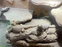 Bartagamen w/m mit Terrarium & Untermöbel abzugeben