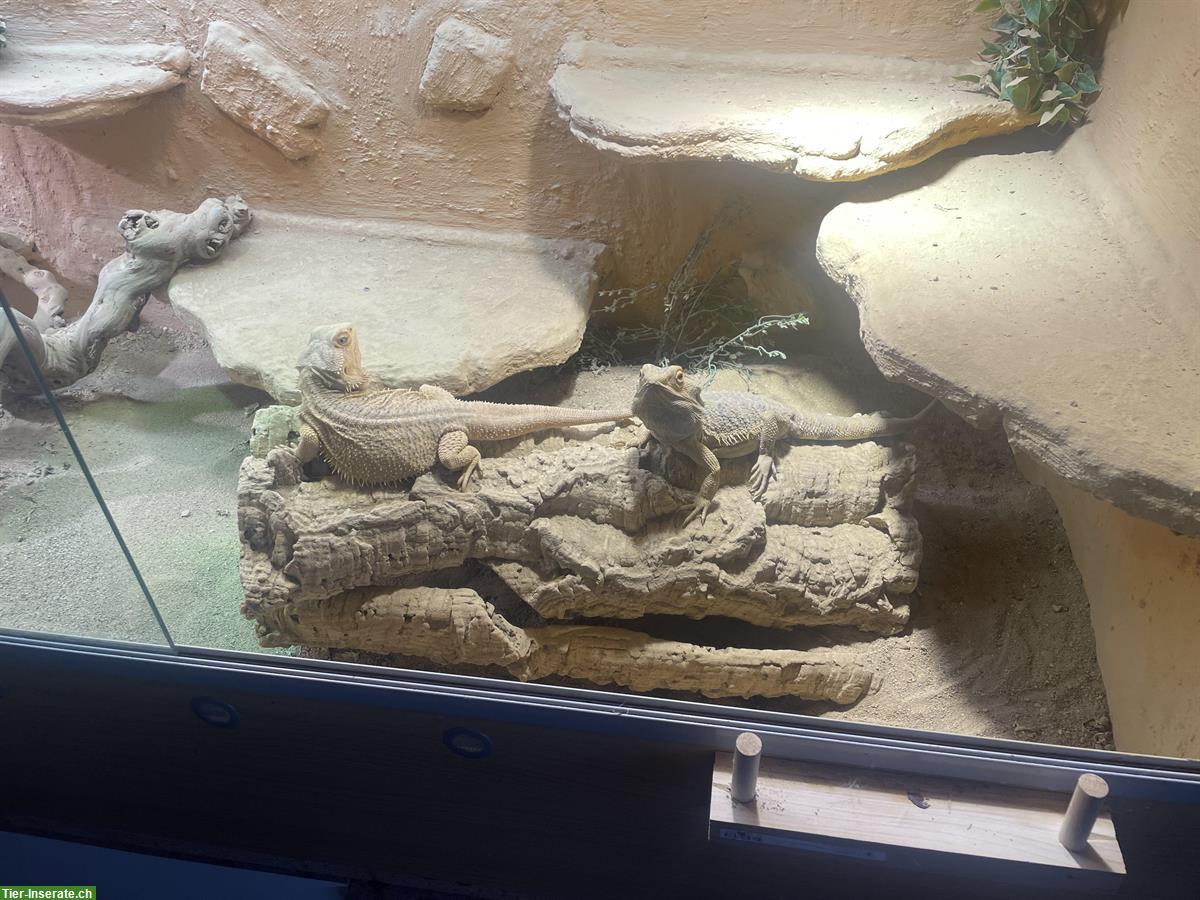 Bild 2: Bartagamen w/m mit Terrarium & Untermöbel abzugeben