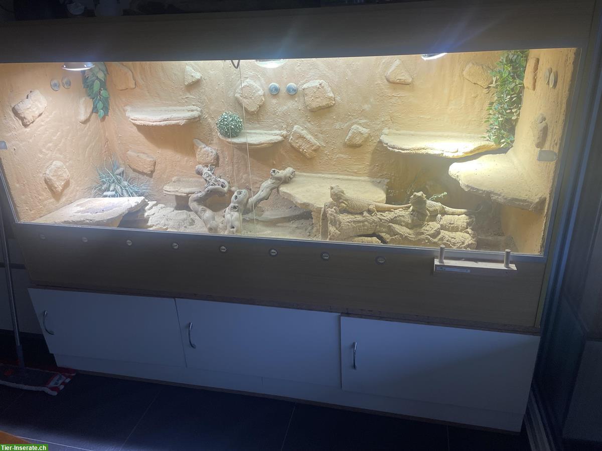 Bild 3: Bartagamen w/m mit Terrarium & Untermöbel abzugeben