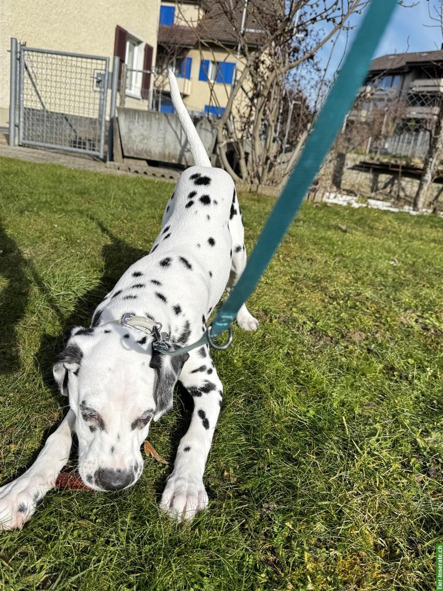 Bild 2: Lieber Dalmatiner Rüde, 1-jährig, stubenrein
