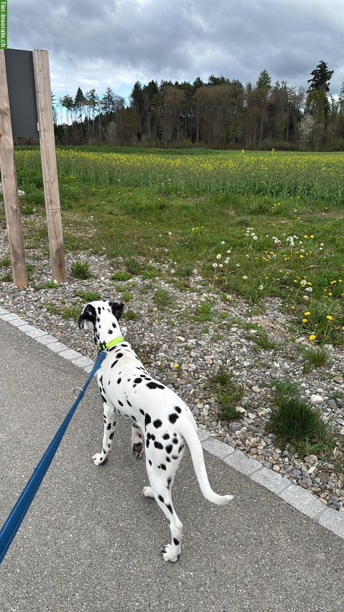 Bild 4: Lieber Dalmatiner Rüde, 1-jährig, stubenrein