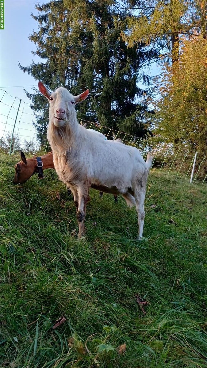 Saanenziegenbock mit Papier