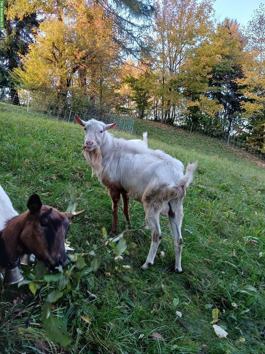 Bild 3: Saanenziegenbock mit Papier