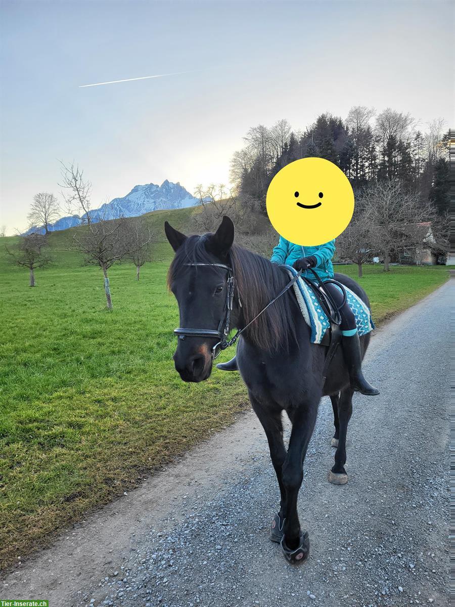 Araber Stute als Freizeit Partner oder als Beistellpferd