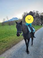 Araber Stute als Freizeit Partner oder als Beistellpferd