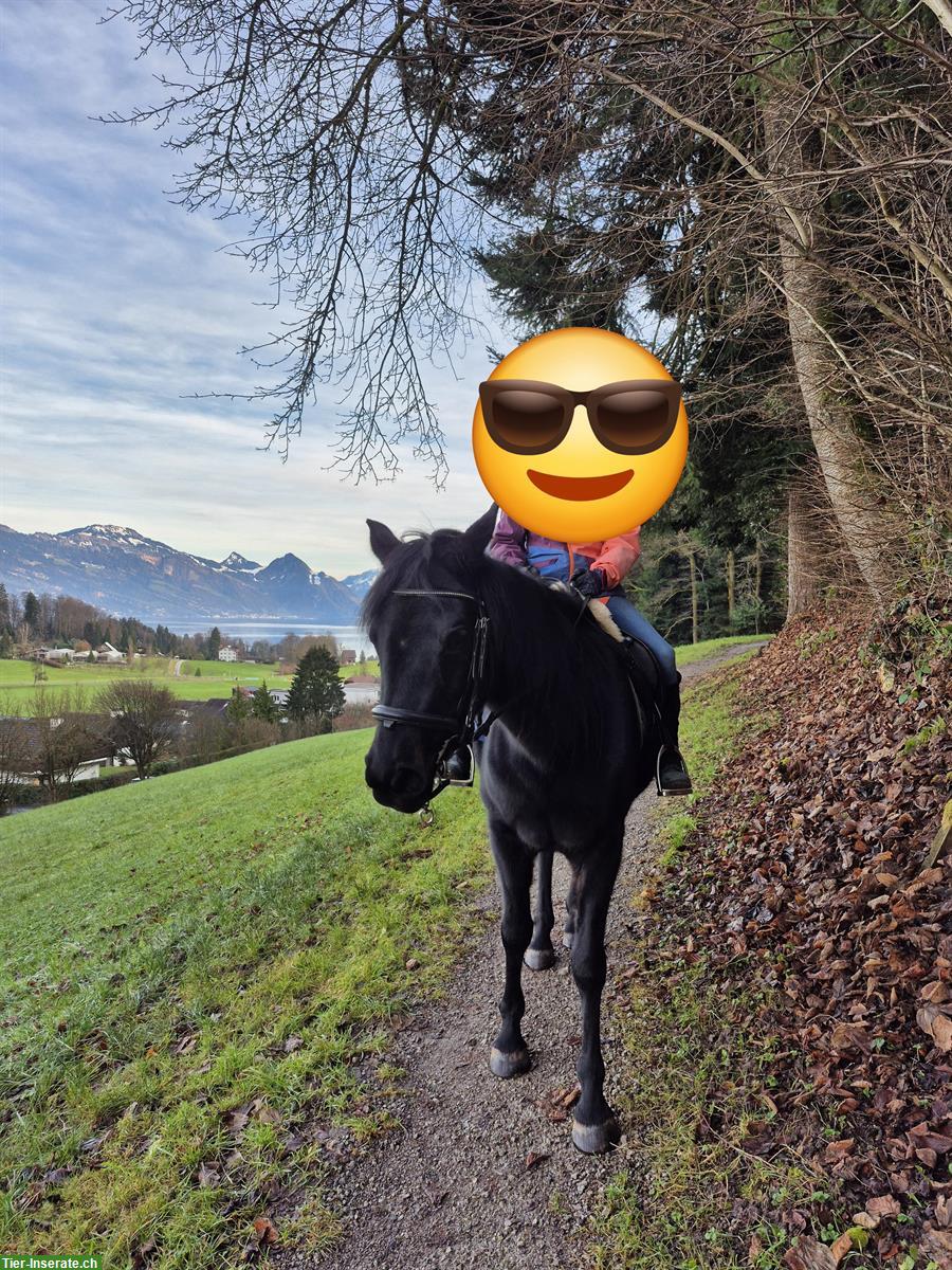 Bild 2: Araber Stute als Freizeit Partner oder als Beistellpferd