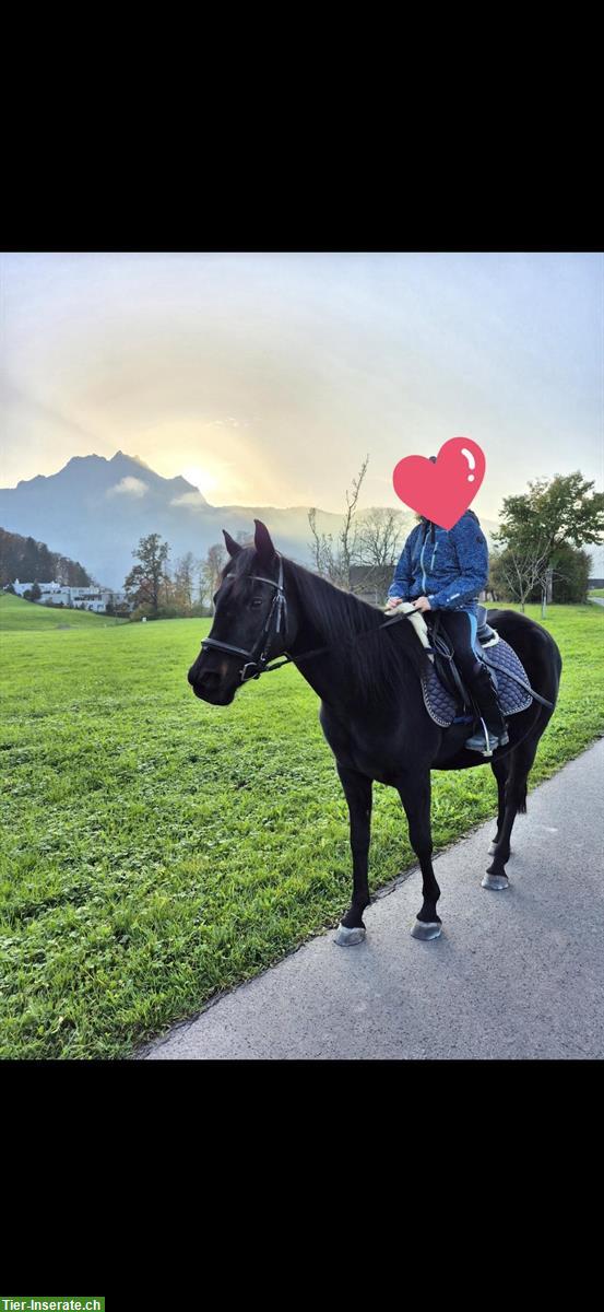 Bild 3: Araber Stute als Freizeit Partner oder als Beistellpferd