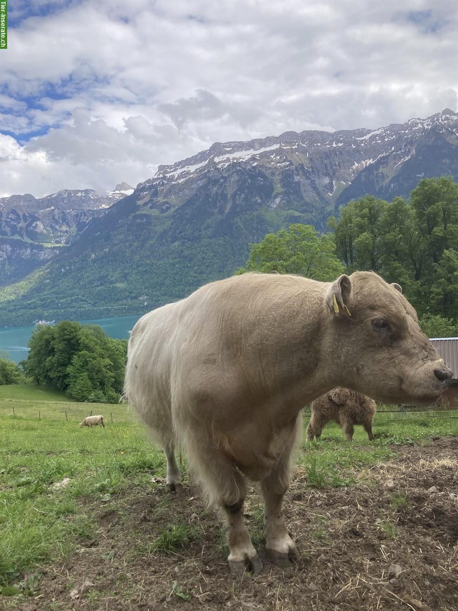 Galloway-Stier zu verkaufen